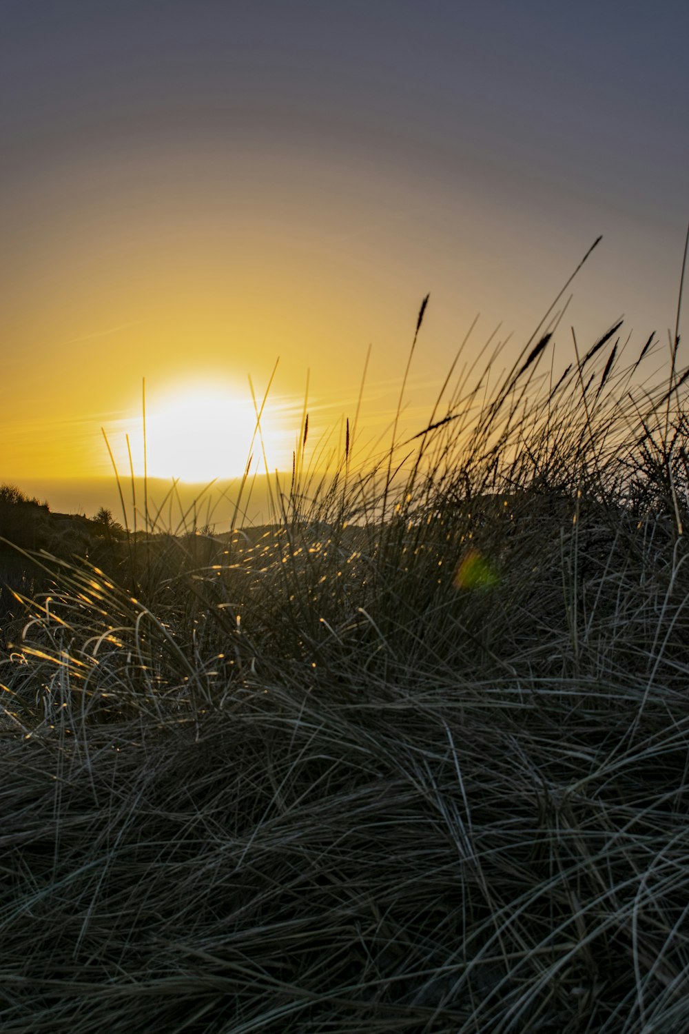 Champ d’herbe verte au coucher du soleil