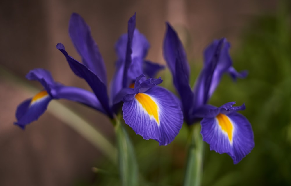 purple crocus in bloom during daytime