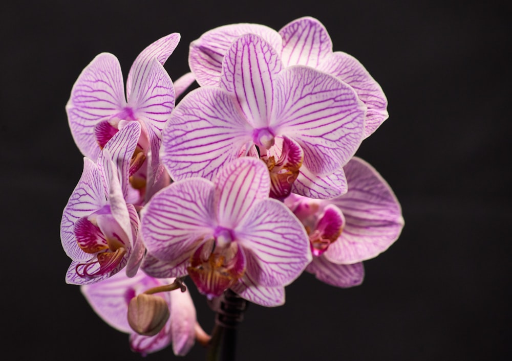 purple and white moth orchids in bloom