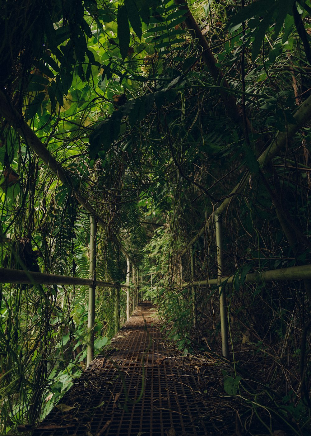 brown wooden bridge in the woods