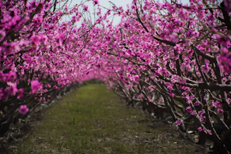 pink cherry blossom tree on green grass field during daytime