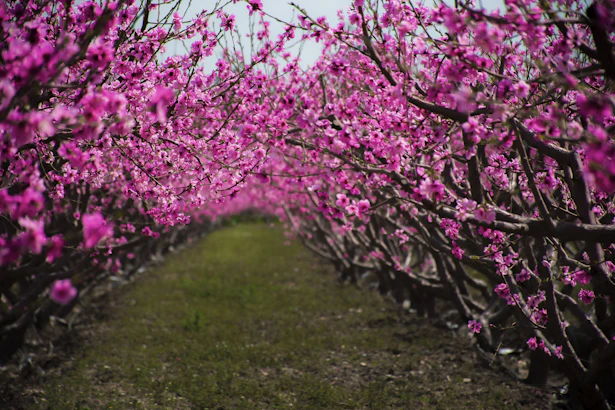 pink cherry blossom tree on green grass field during daytime