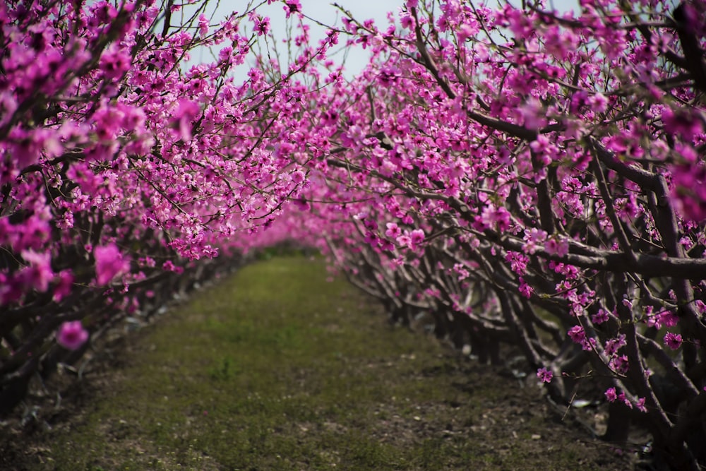 pink cherry blossom tree on green grass field during daytime