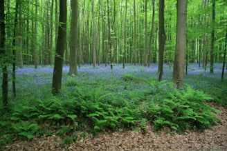 Hallerbos forest, Belgium – Hallerbos, Belgium – magical bluebell forest