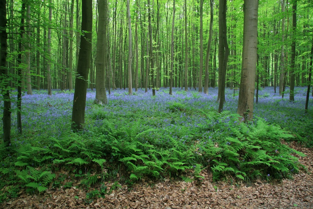 Herbe verte et arbres bruns