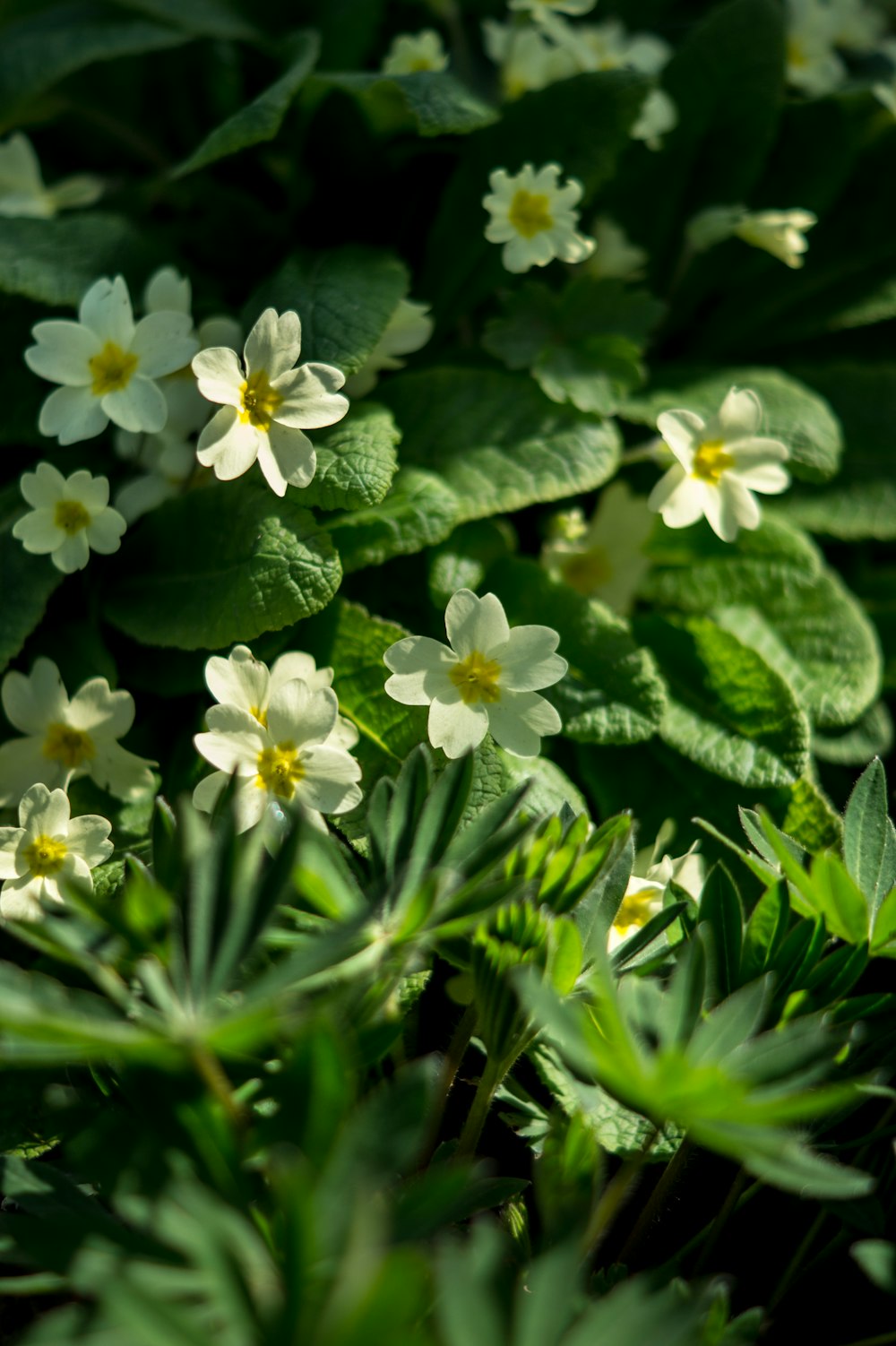 white and yellow flowers with green leaves