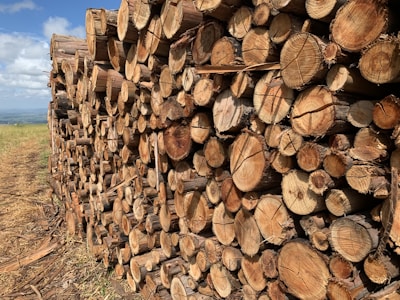 brown wood logs on green grass during daytime
