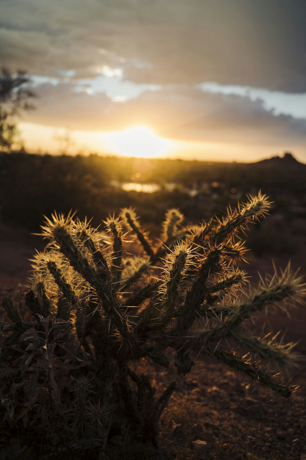 brown plant on brown field during sunset