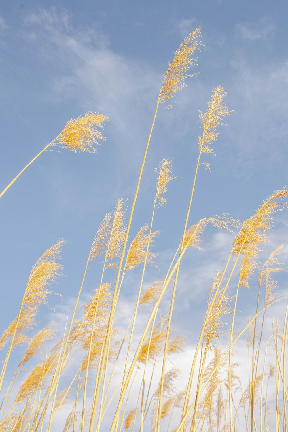 brown wheat field under blue sky during daytime