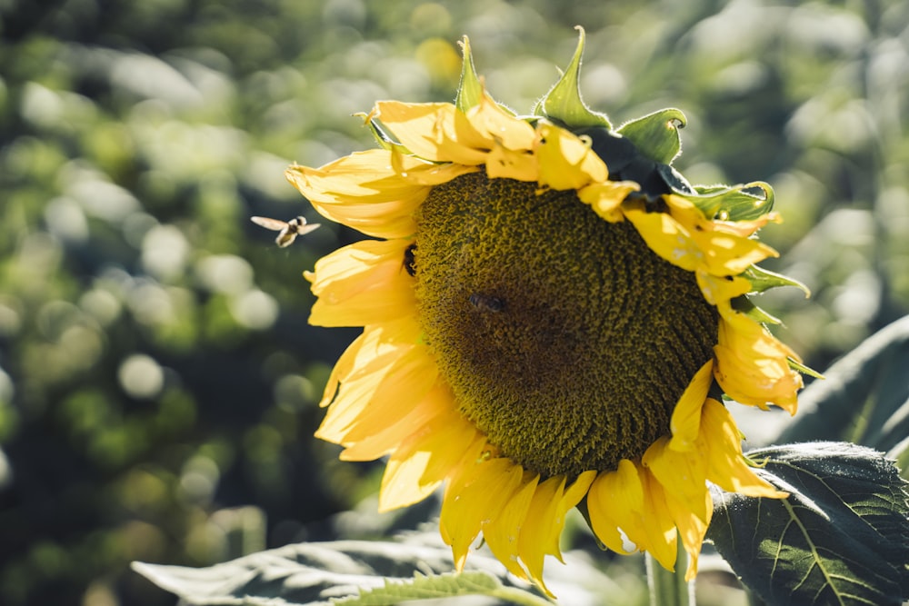 sunflower in tilt shift lens