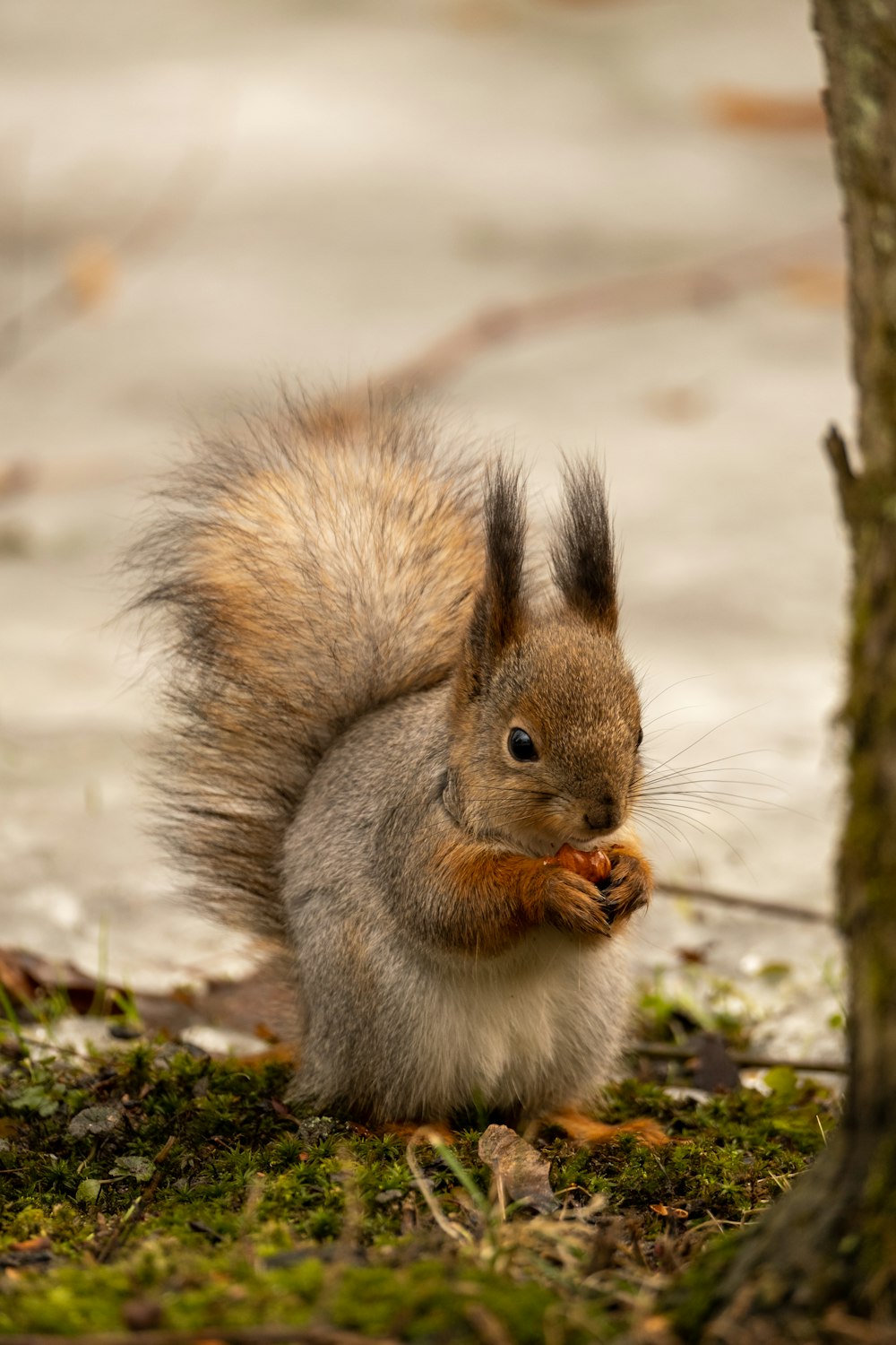 écureuil brun sur fond gris pendant la journée