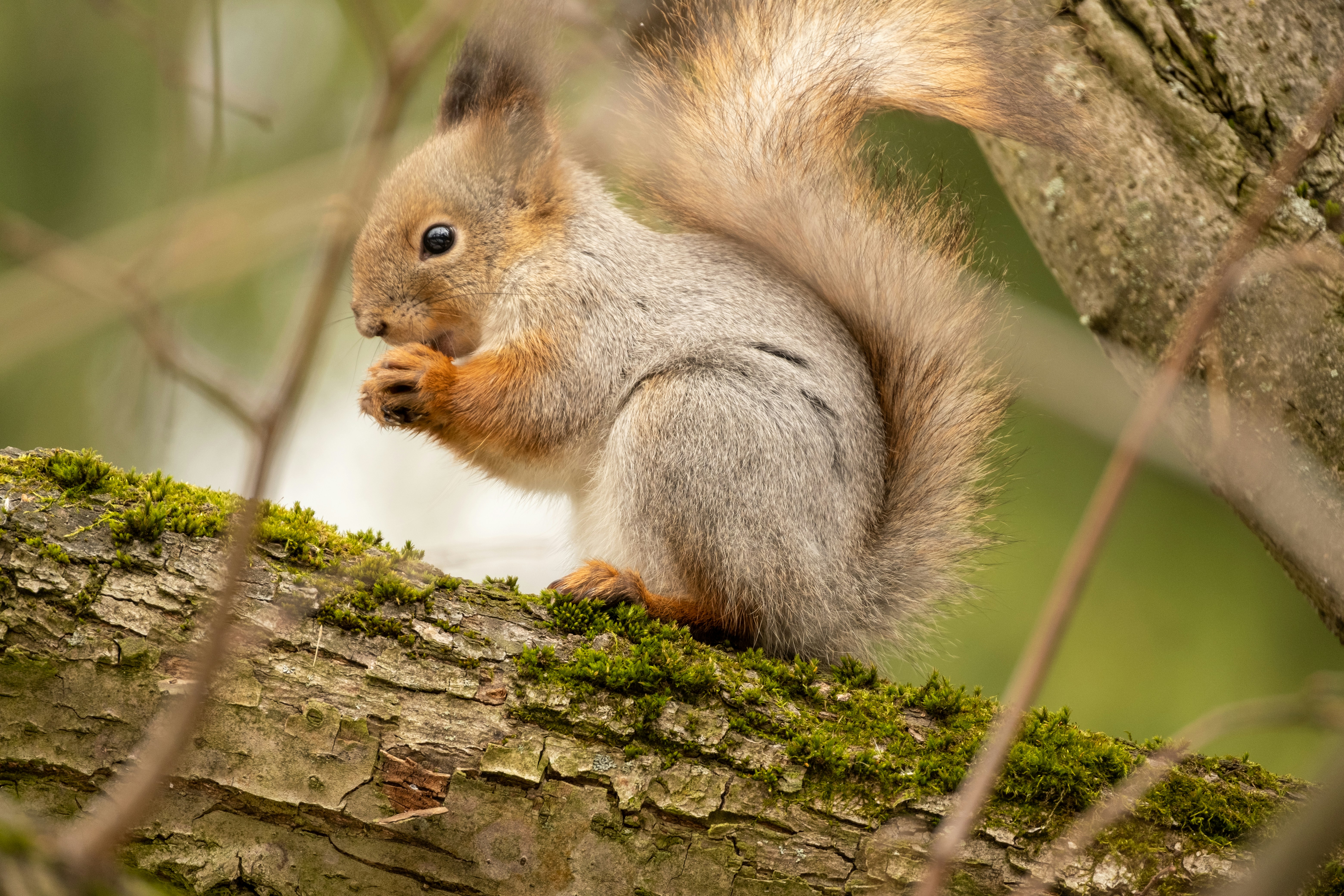 brown squirrel on brown tree trunk