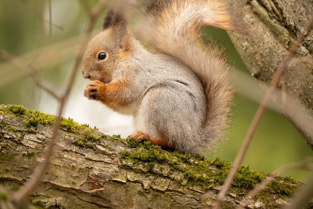 brown squirrel on brown tree trunk