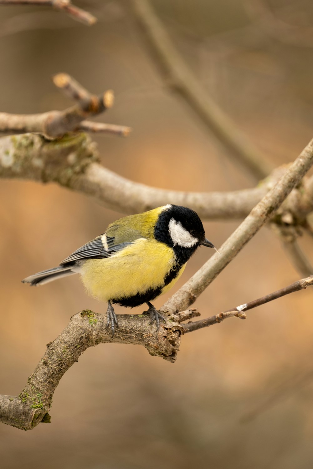 yellow black and white bird on brown tree branch