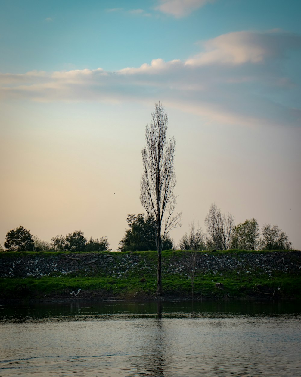 leafless tree near body of water