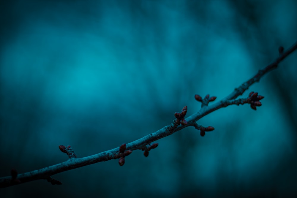 water droplets on brown stem