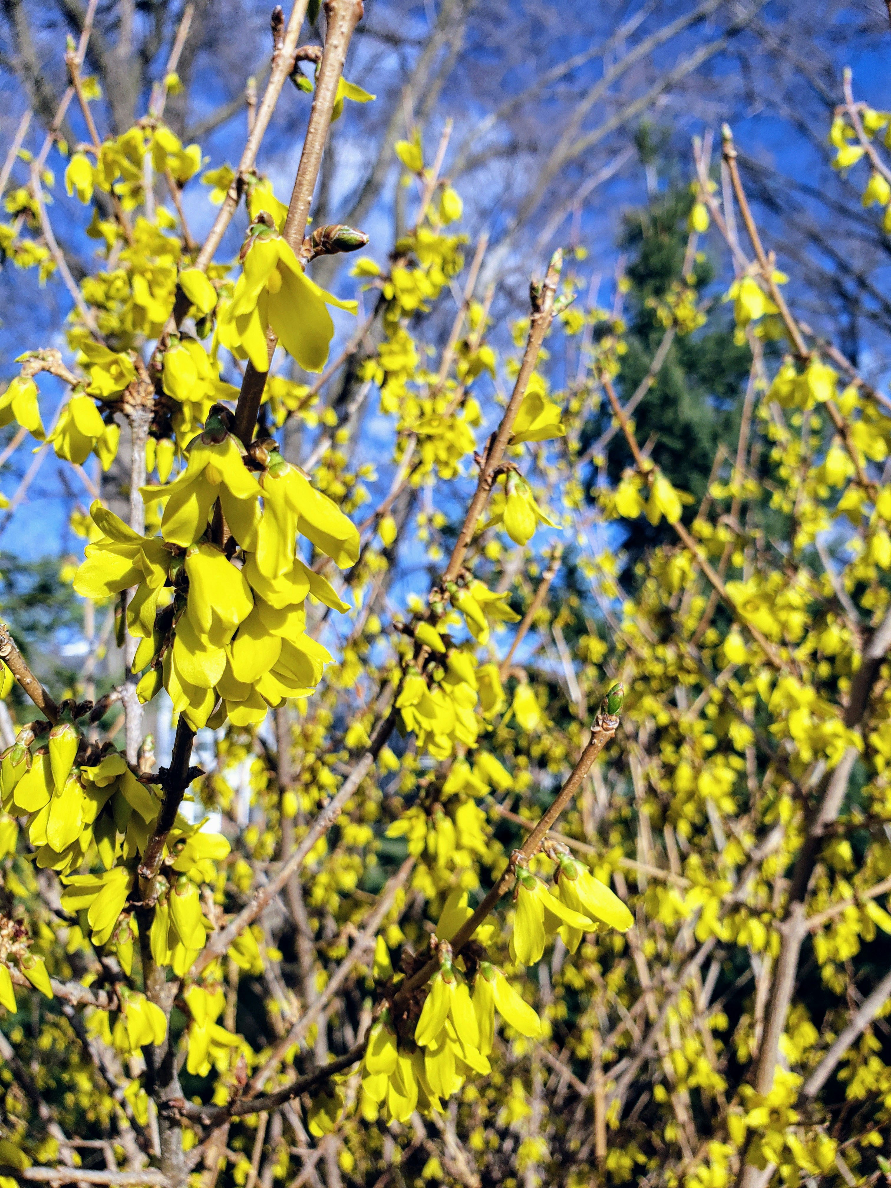昼間の緑の木に黄色い花の写真 Unsplashで見つけるイリノイ州の無料写真