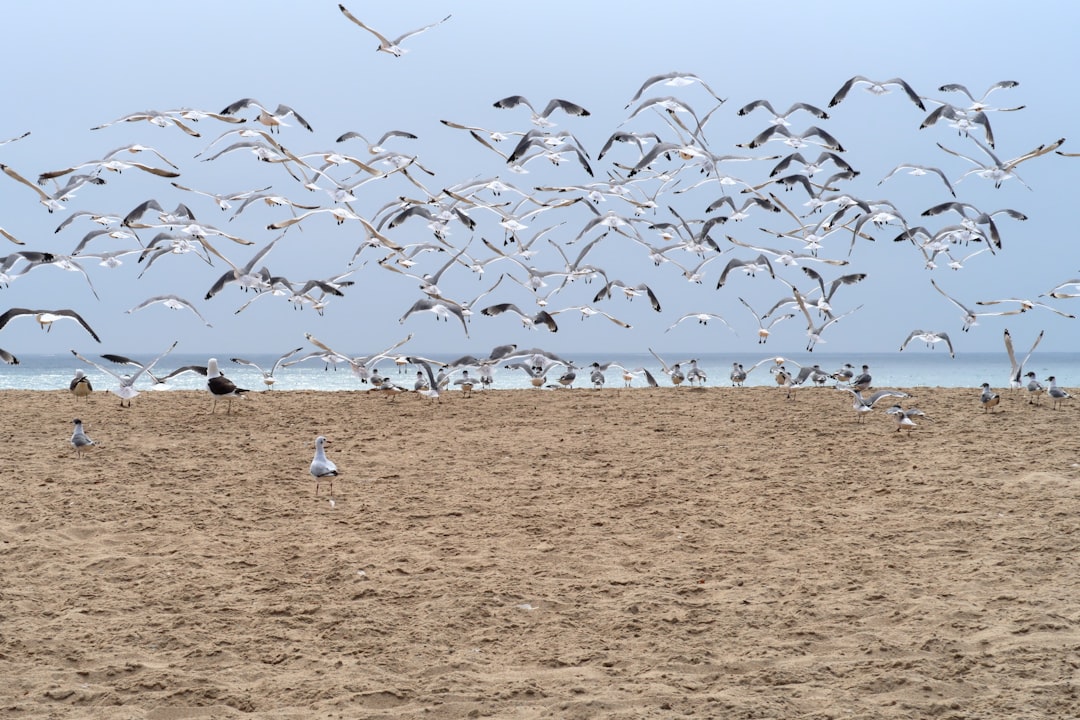 flock of birds flying over the brown field during daytime