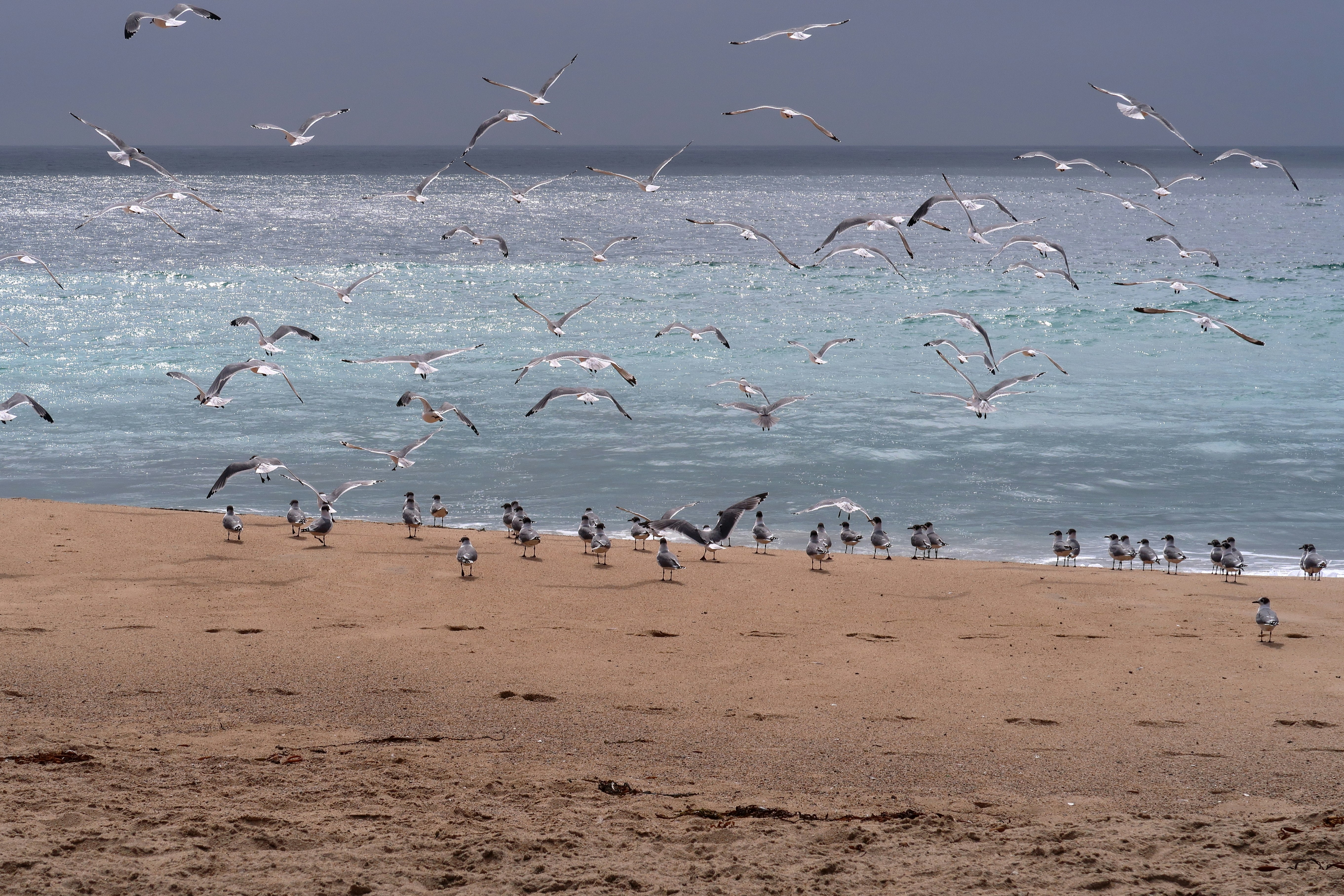 flock of birds on beach during daytime