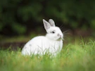 white rabbit on green grass during daytime