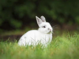 white rabbit on green grass during daytime