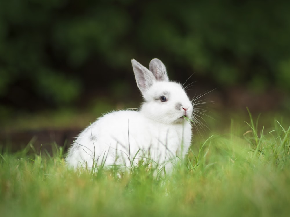 lapin blanc sur l’herbe verte pendant la journée