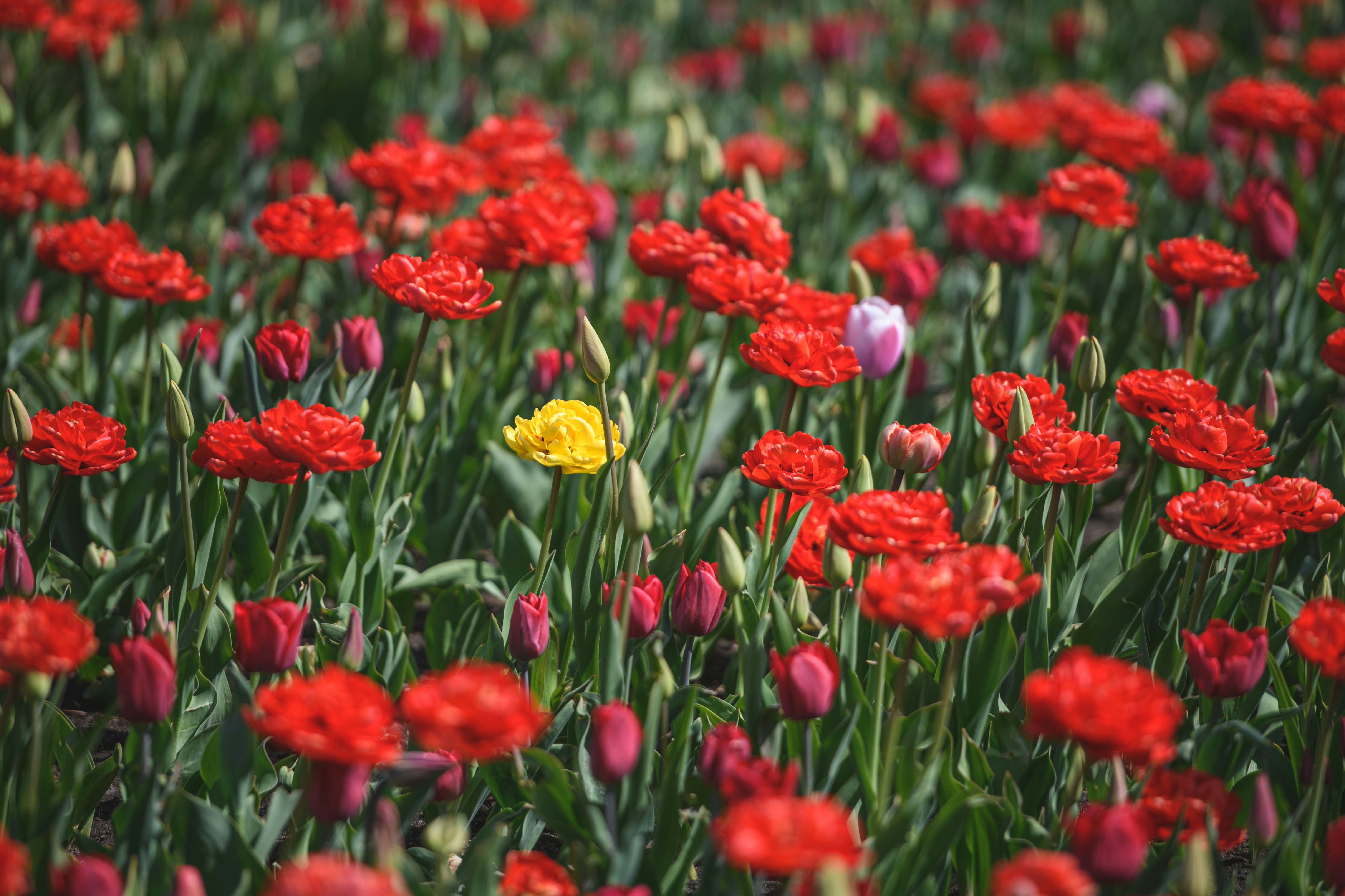 Foto zum Thema rote Blüten mit gelber Narbe – Kostenloses Bild zu ...