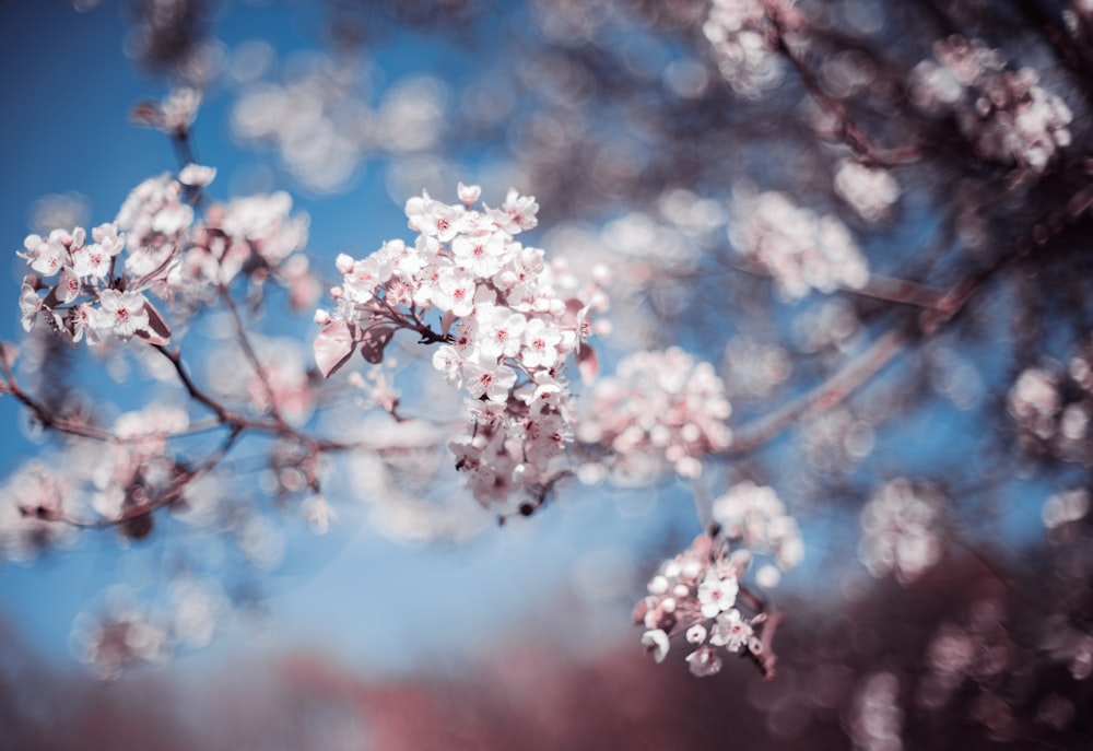 white cherry blossom in close up photography