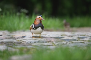 The duck sitting on a stack of colorful decision cards labeled 'No' and 'Maybe later'.