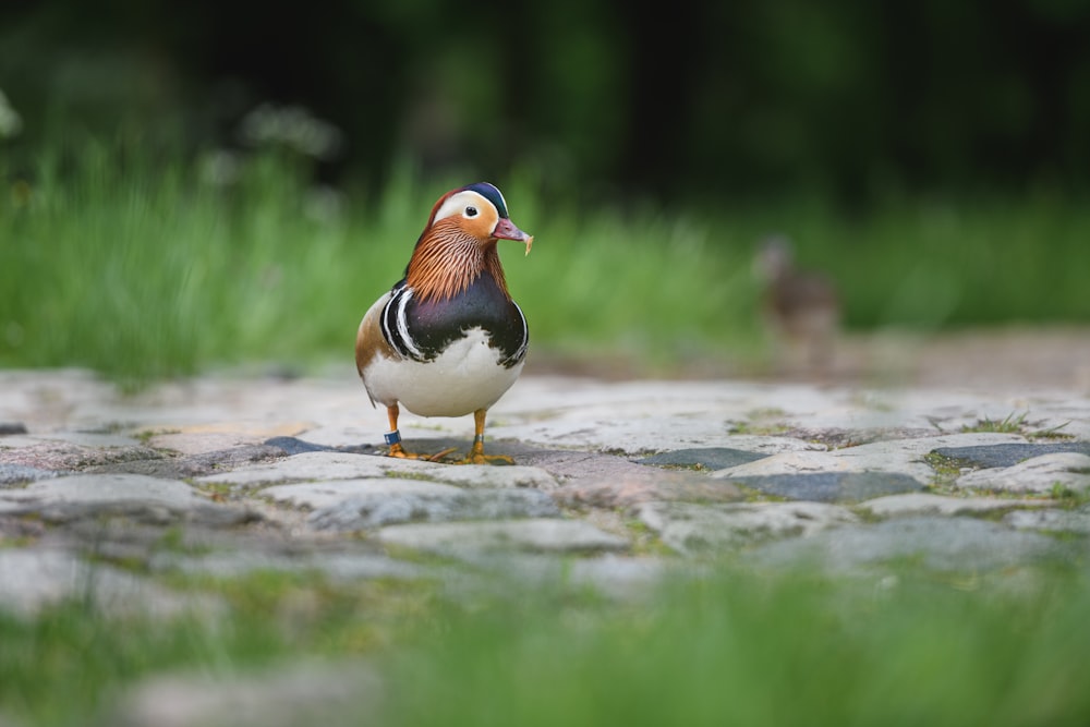 oiseau blanc, brun et noir sur roche brune