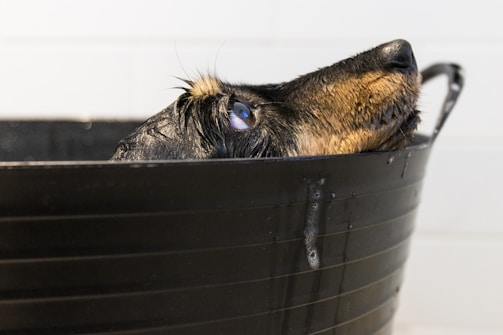 black and tan short coat medium dog in black plastic bucket
