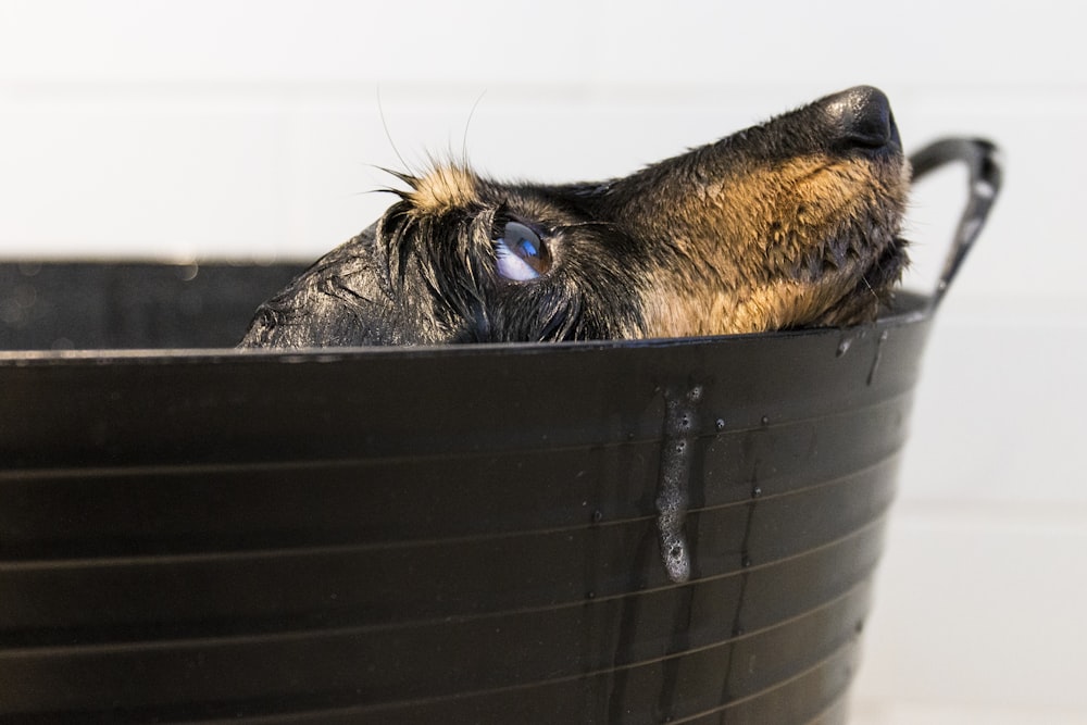 black and tan short coat medium dog in black plastic bucket