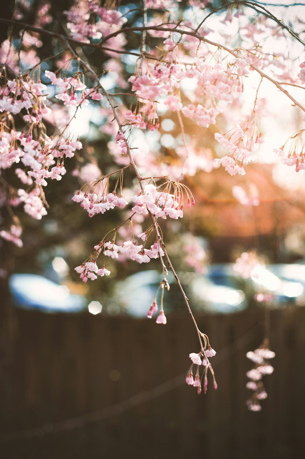 pink and white flowers in tilt shift lens