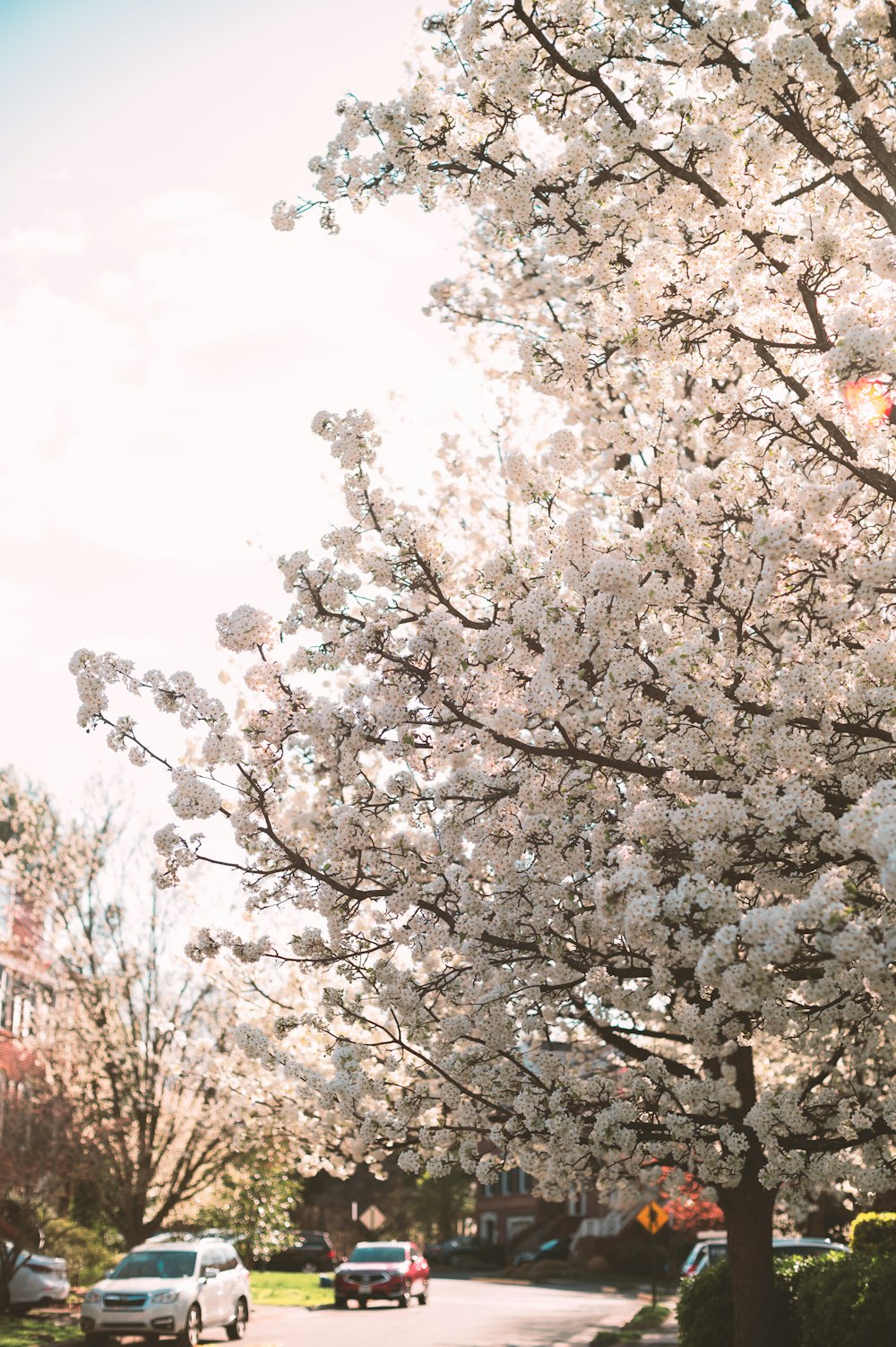 white cherry blossom tree under white sky during daytime