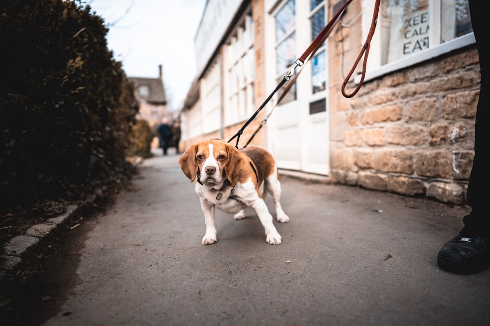 brown and white short coated dog on gray concrete road during daytime