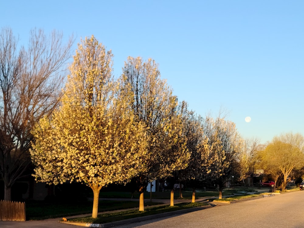 brown trees on green grass field during daytime