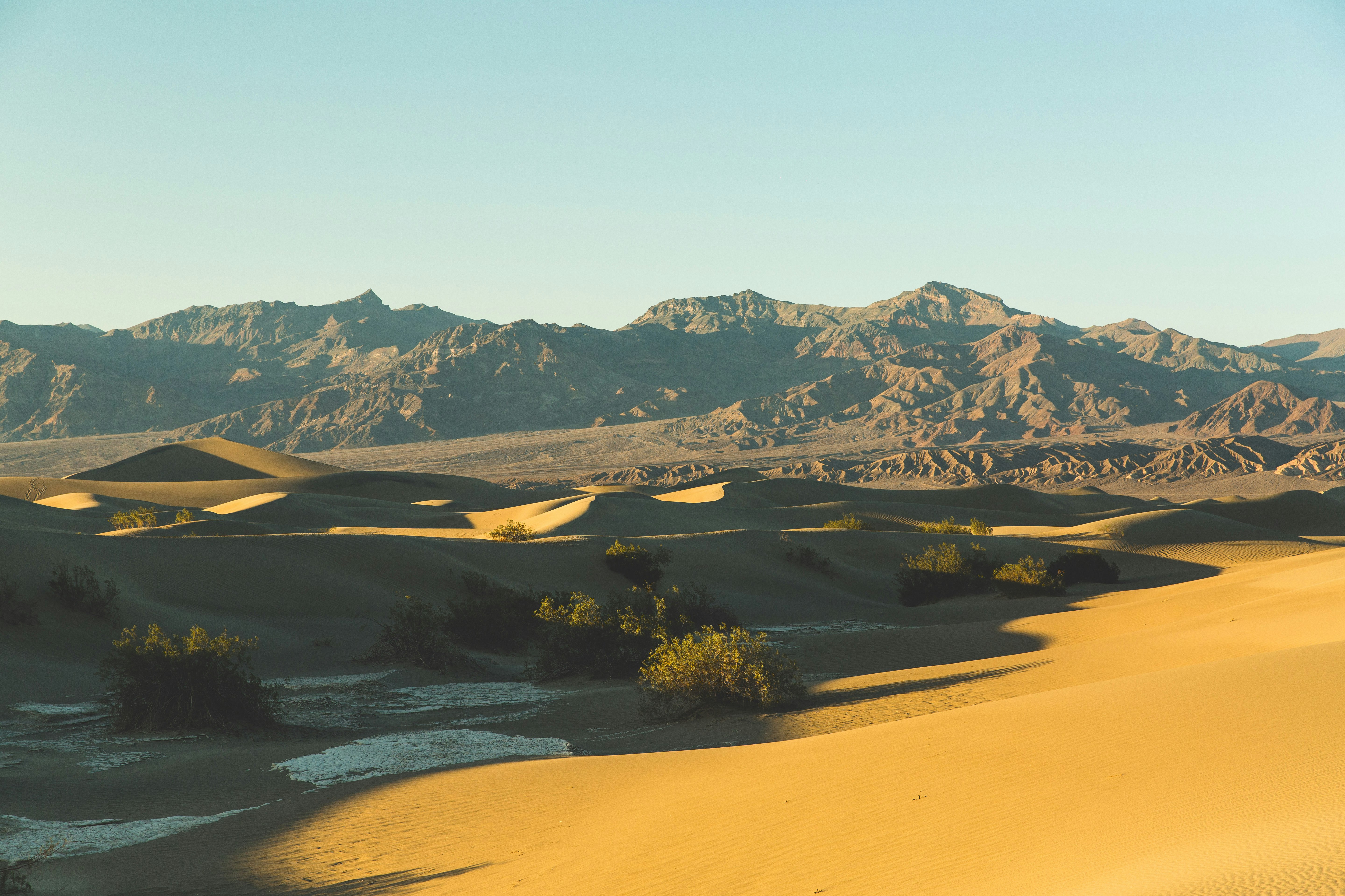 green trees on brown sand near lake during daytime