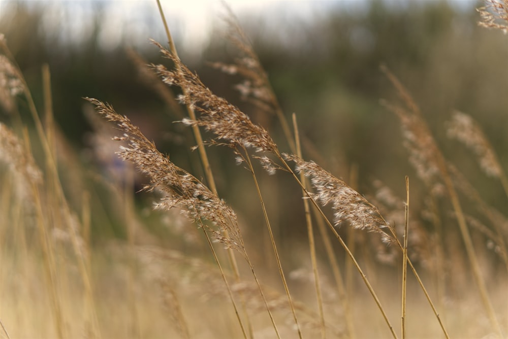 brown wheat in close up photography