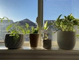 A vibrant indoor plant arrangement on a sunny windowsill.