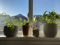A set of colorful Senxi pots arranged on a balcony railing, catching the morning sun.