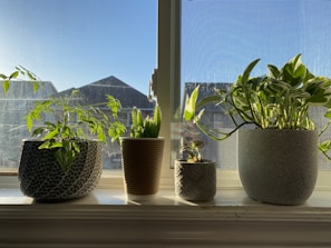 A collection of potted herbs on a sunny windowsill.