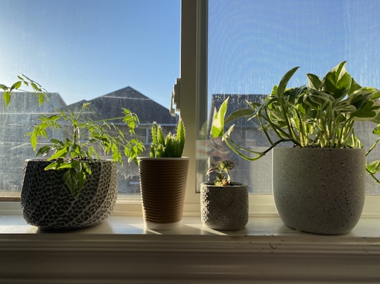 A collection of potted plants sits on a windowsill, basking in bright sunlight. The pots vary in size and texture, with plants displaying lush green leaves. The background features a clear blue sky partially obscured by the silhouette of rooftops.