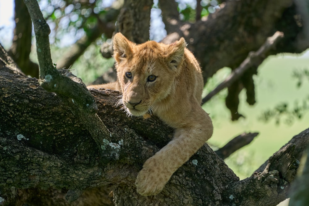 brown lioness on brown tree trunk during daytime