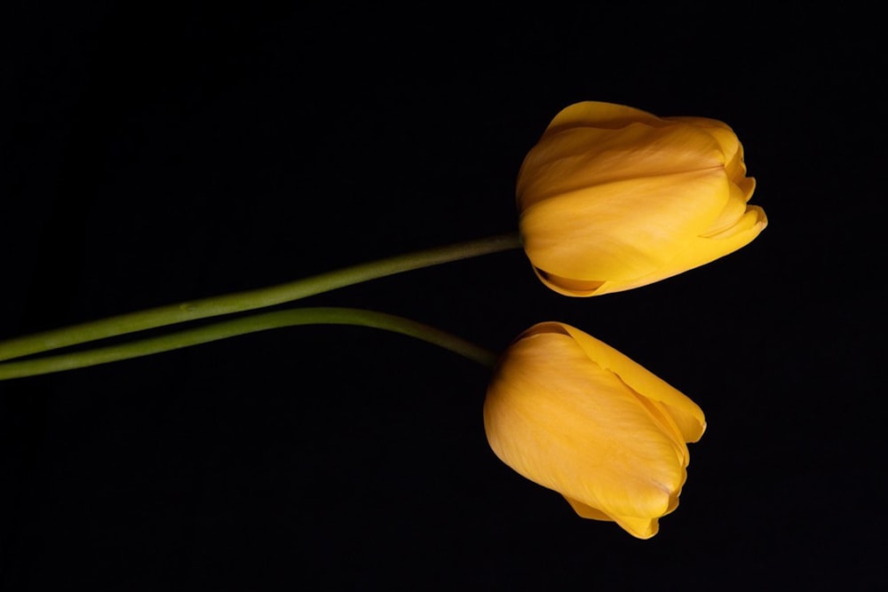 yellow tulips in black background