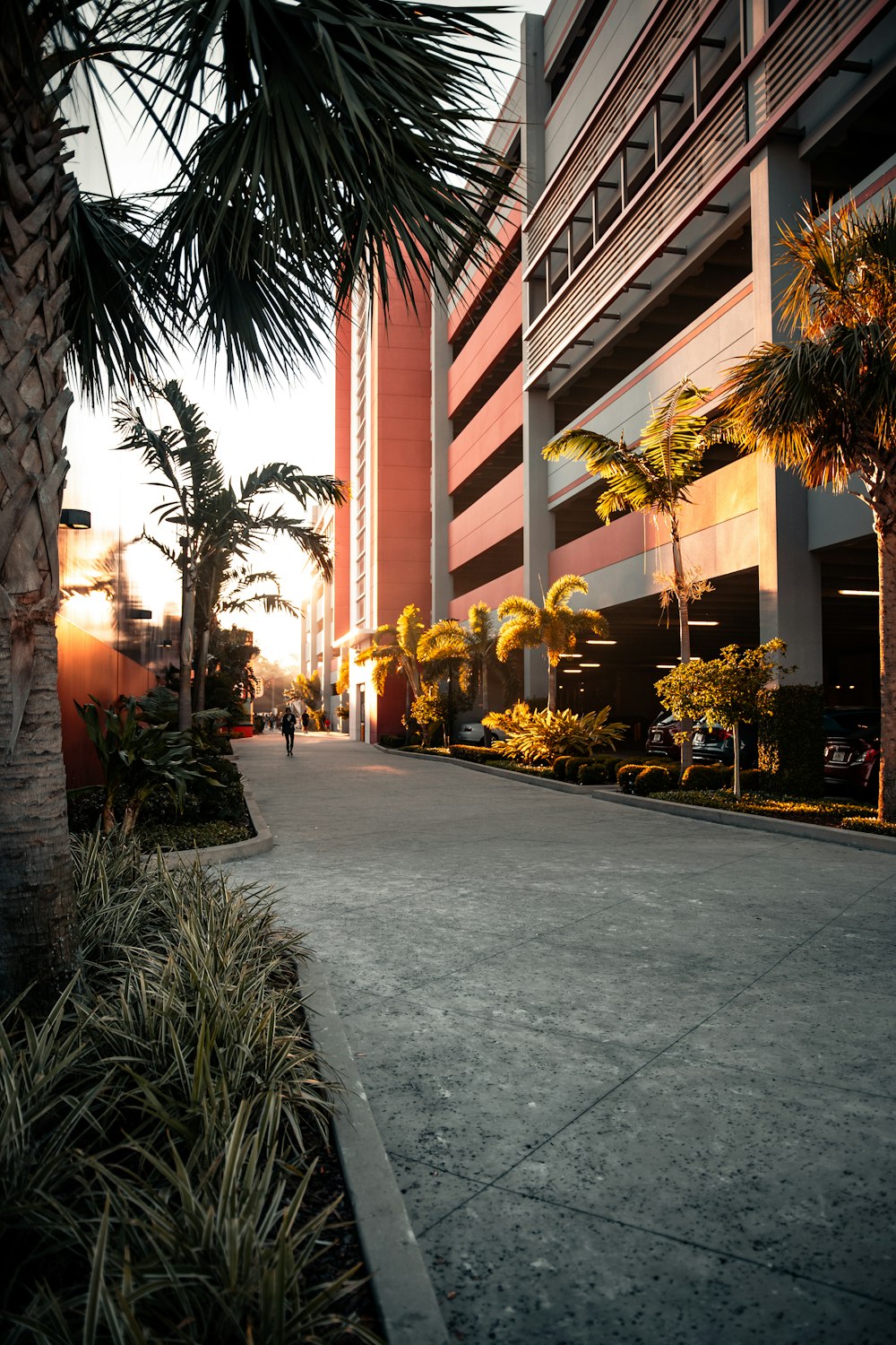 palmiers près d’un bâtiment en béton blanc et brun pendant la journée