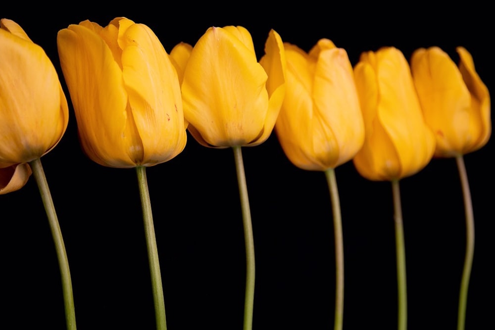 yellow tulips in bloom close up photo