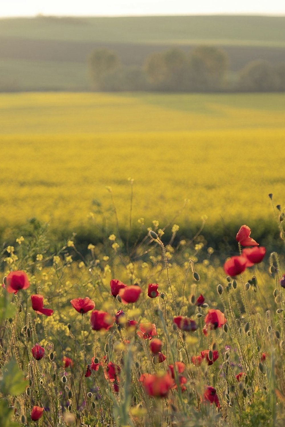 red flowers on green grass field during daytime