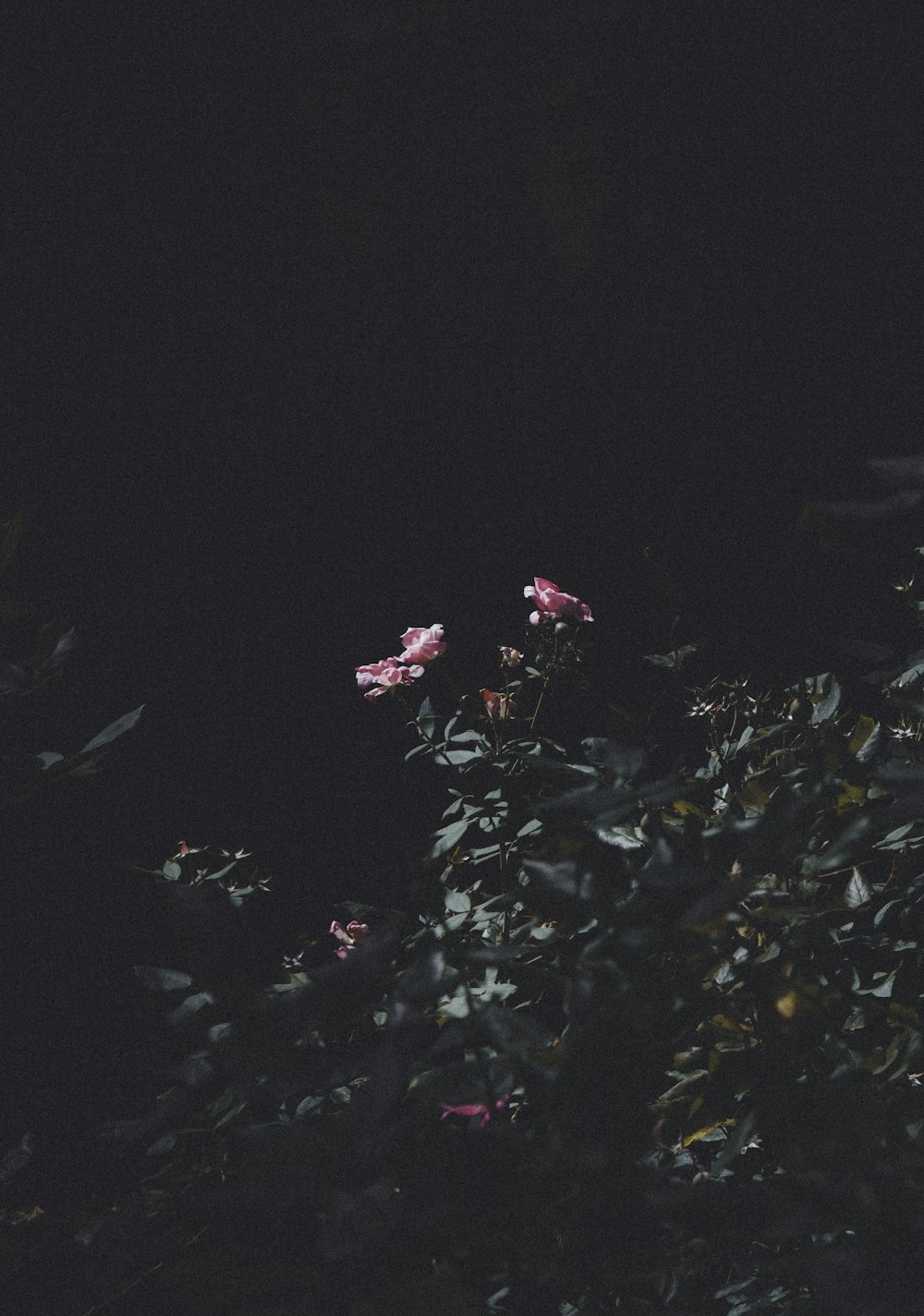 green and red leaves during night time