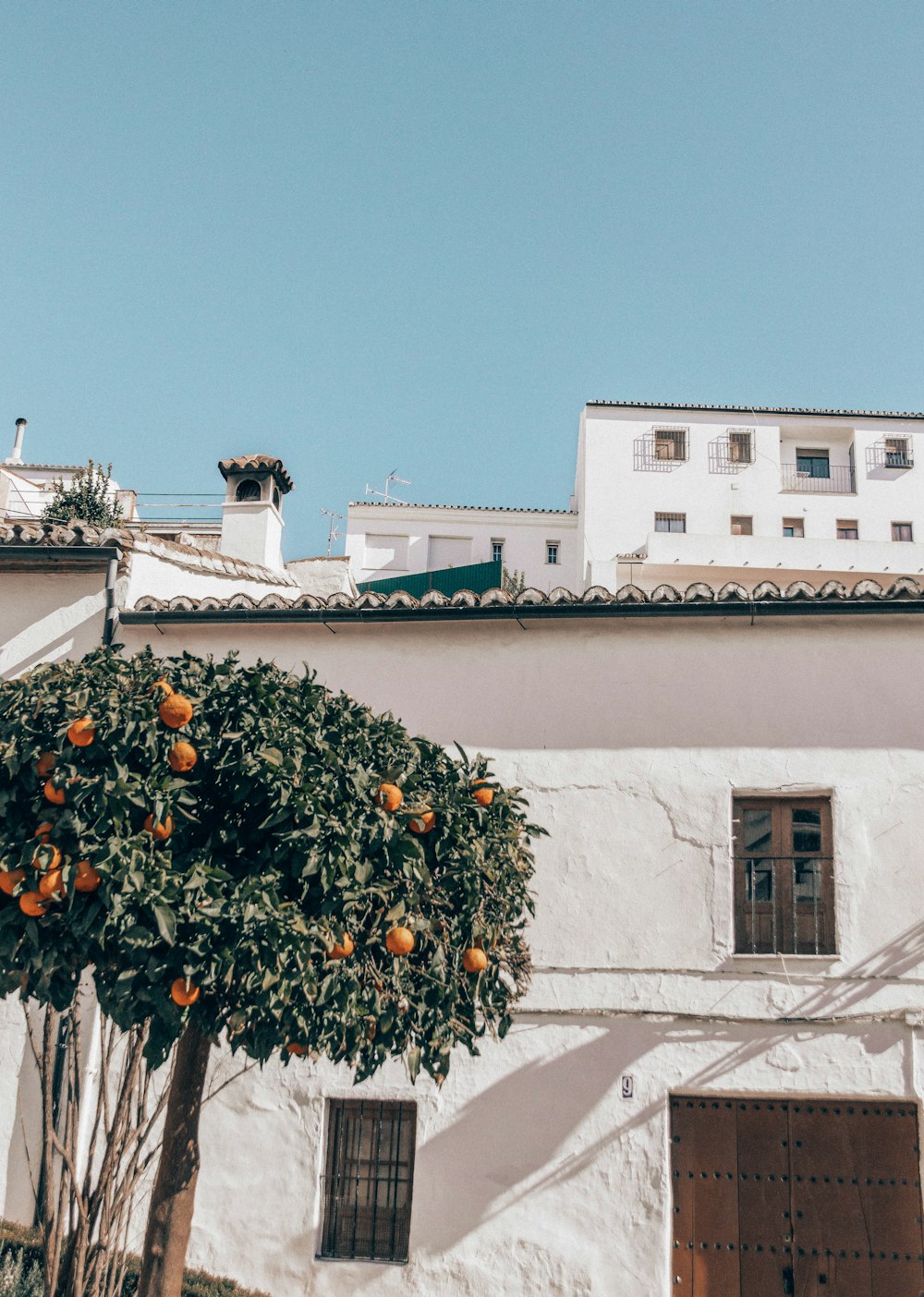 orange fruit on white concrete wall