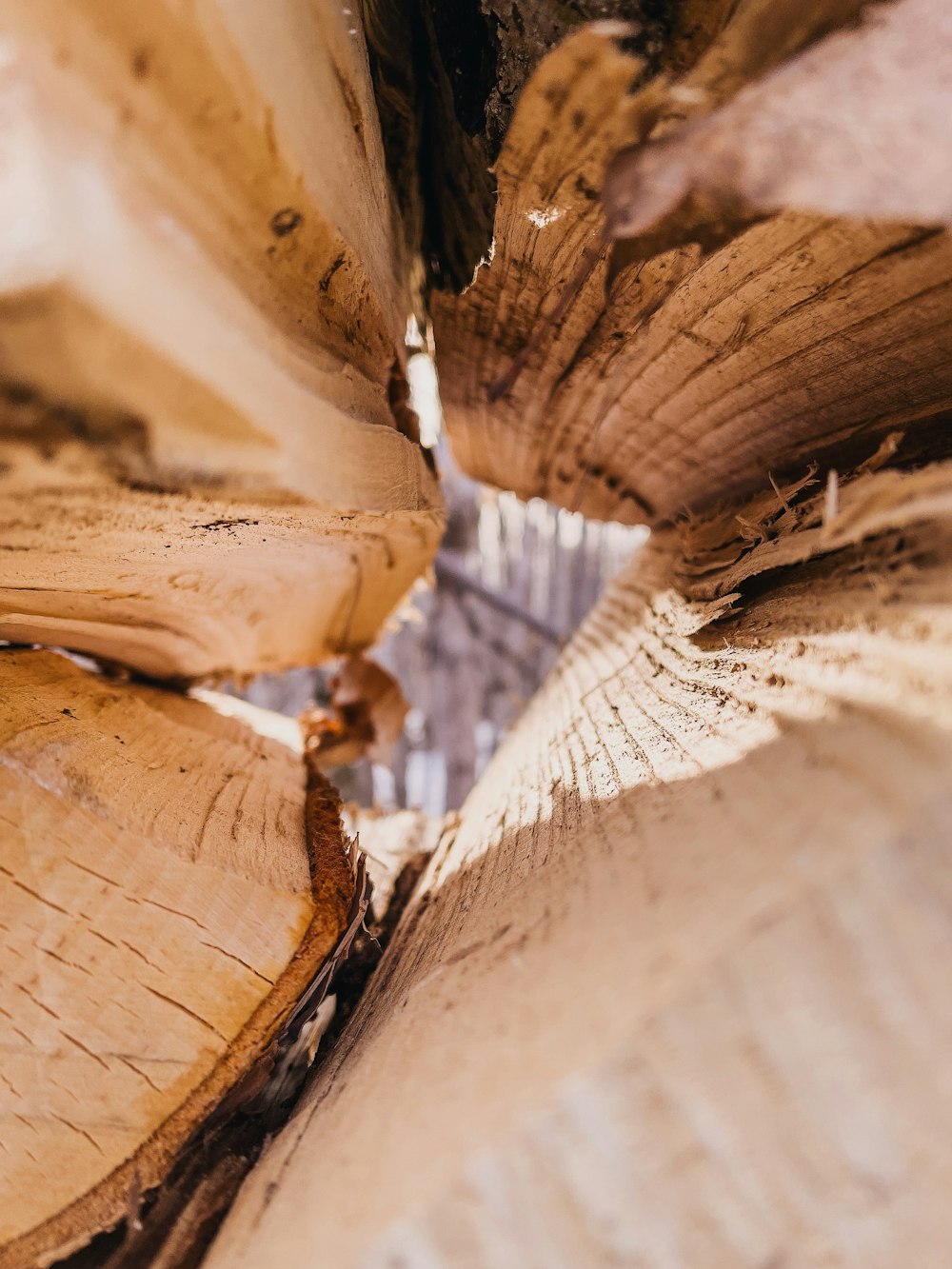 brown and white wood log